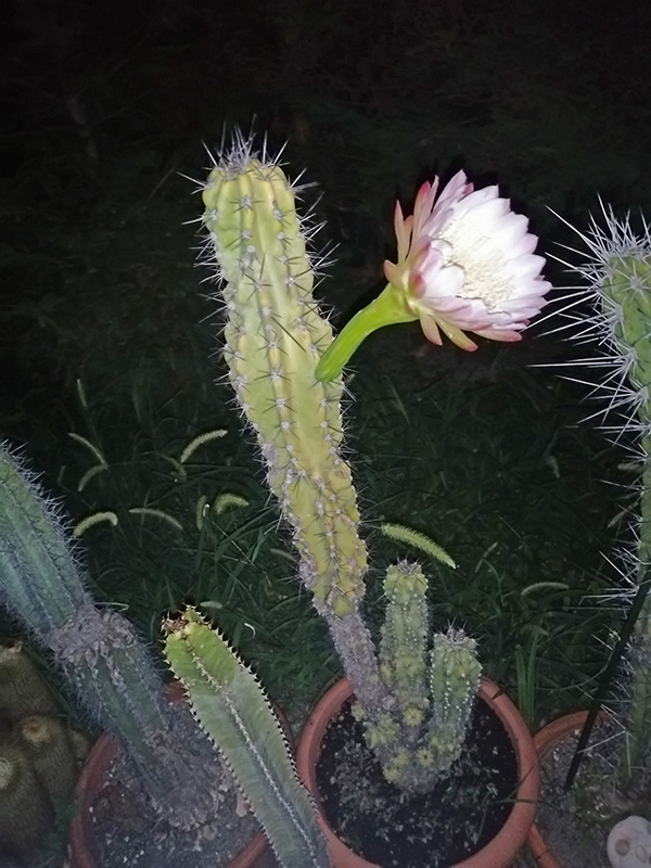 Cereus peruvianus v. monstruosus 