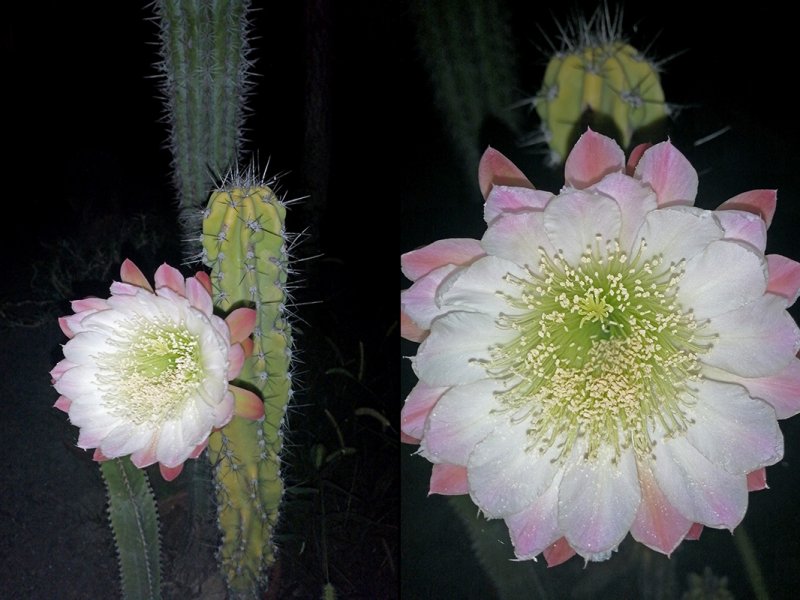 Cereus peruvianus v. monstruosus 