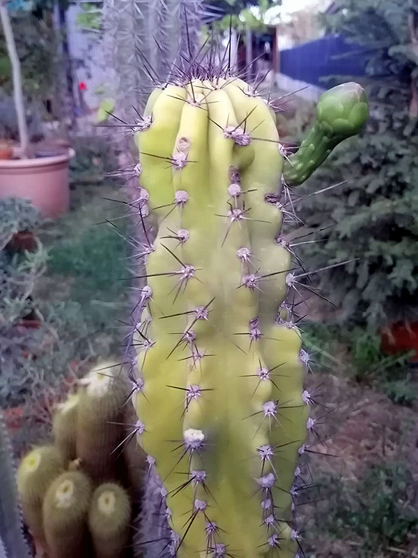 Cereus peruvianus v. monstruosus 