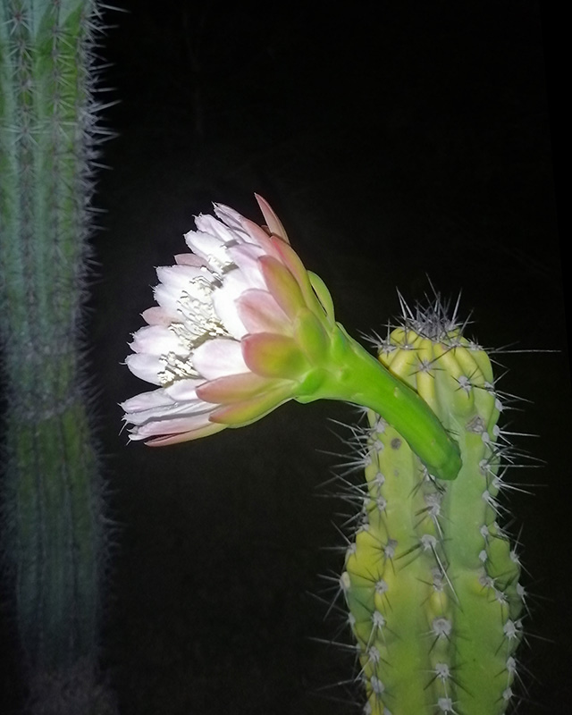 Cereus peruvianus v. monstruosus 