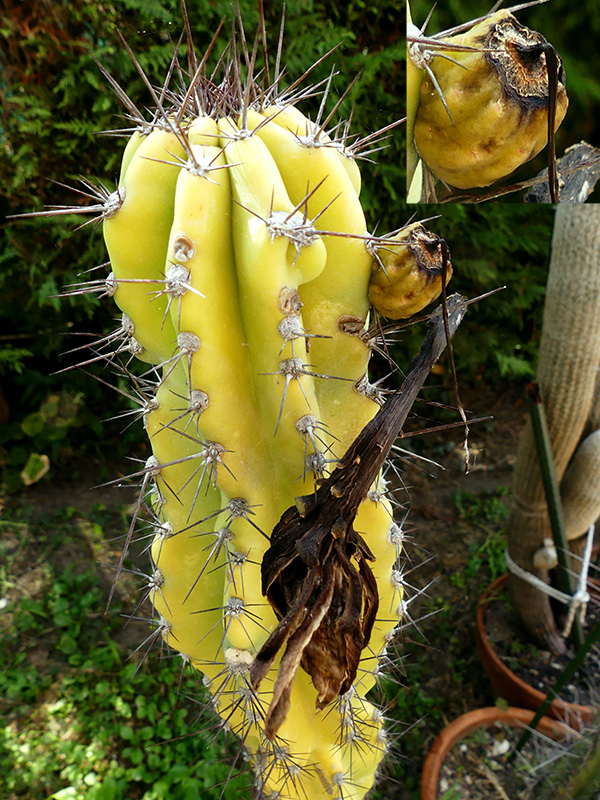 Cereus peruvianus v. monstruosus 