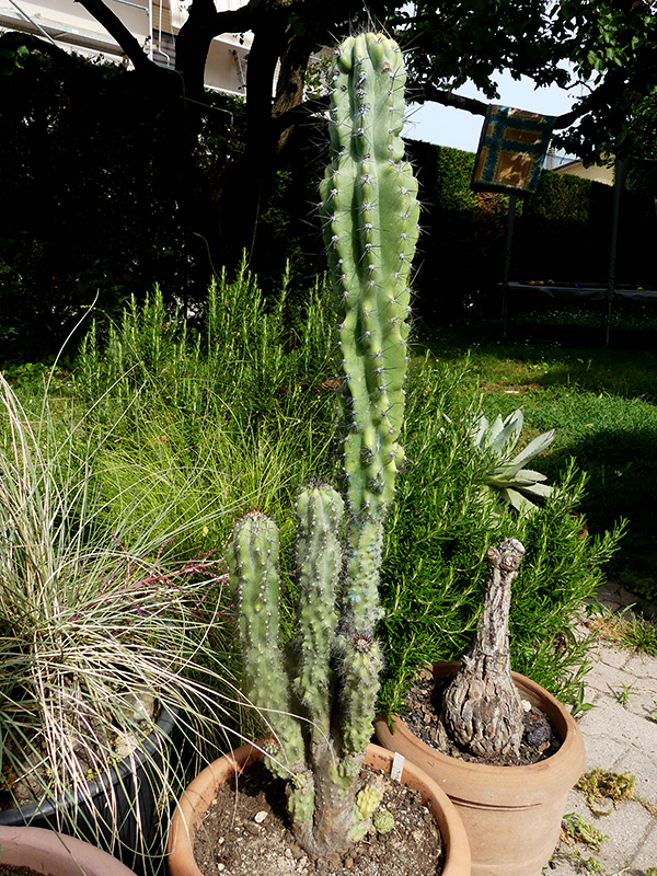 Cereus peruvianus v. monstruosus 