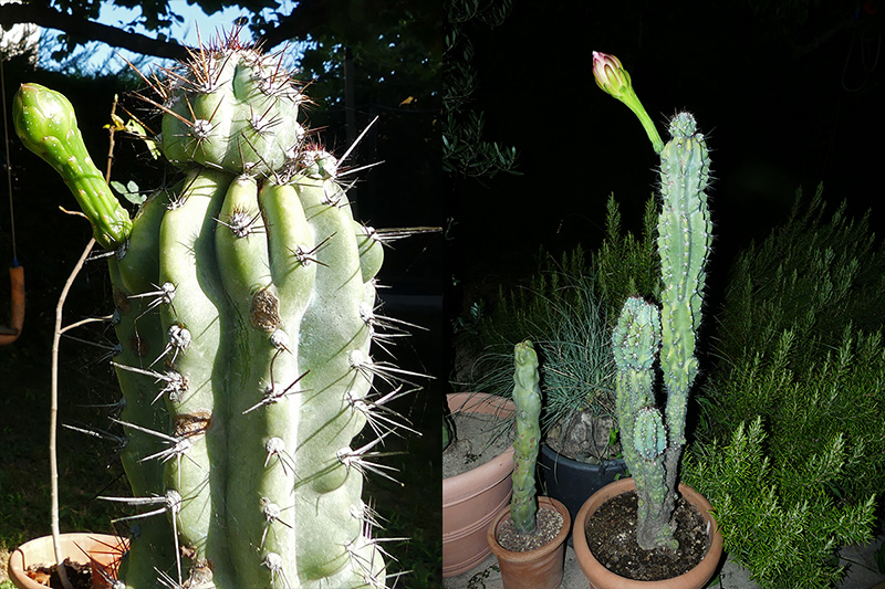 cereus peruvianus v. monstruosus