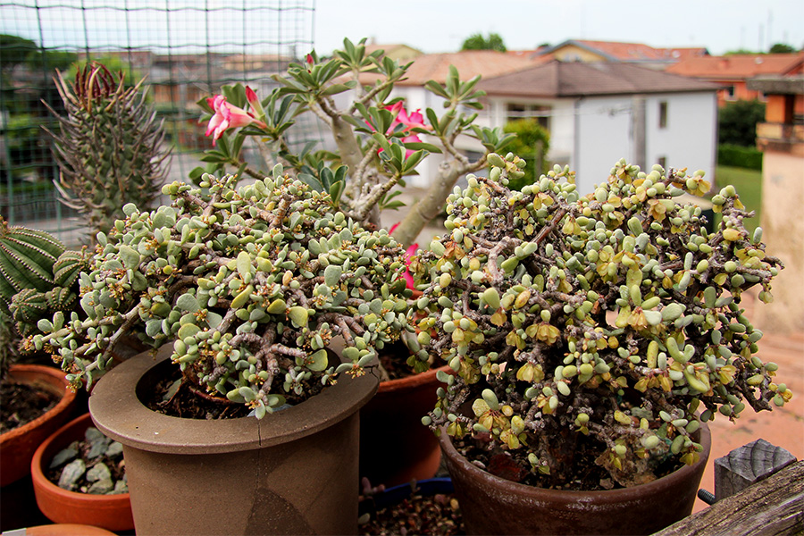 Ceraria pygmaea 
