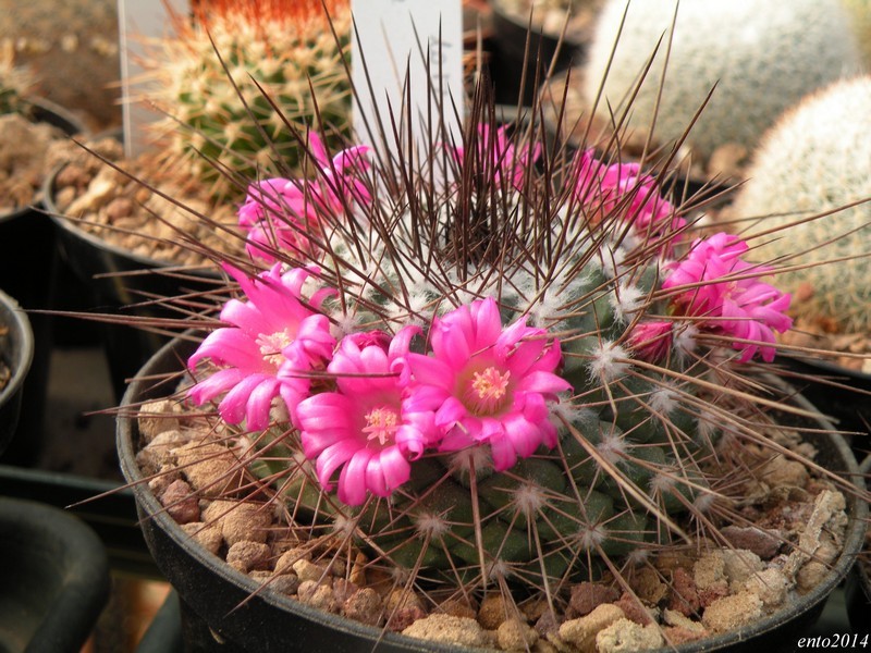 Mammillaria craigii ROG 637