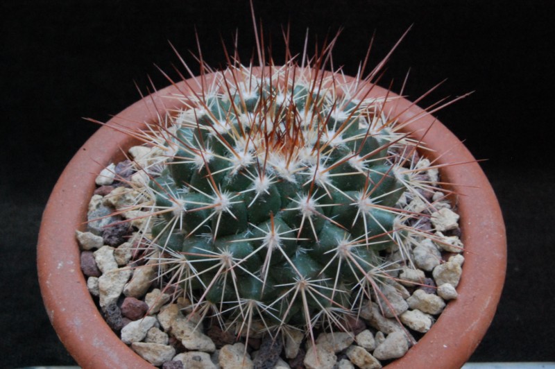 Mammillaria craigii f. polanco ROG 733