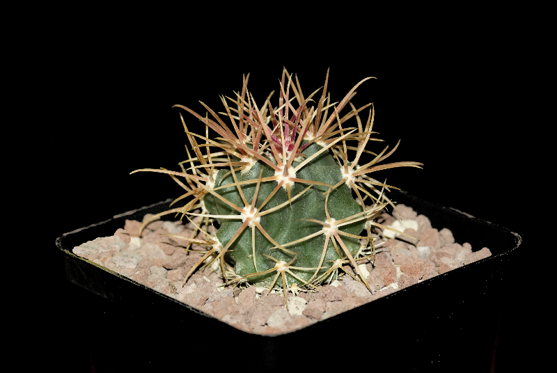 Ferocactus chrysacanthus 