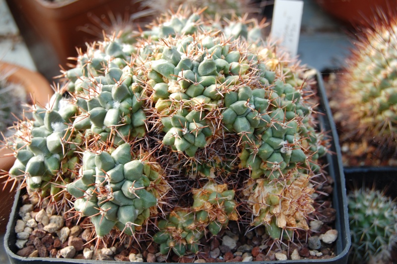 Mammillaria crassimammillis REP 1790