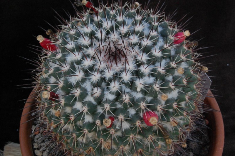 Mammillaria crassa 