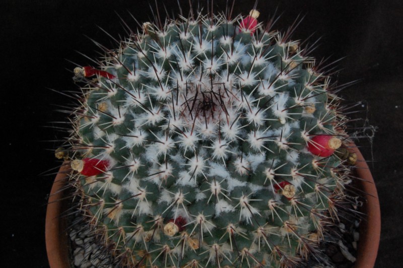 Mammillaria crassa 