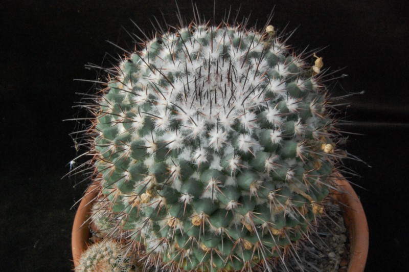 Mammillaria crassa 