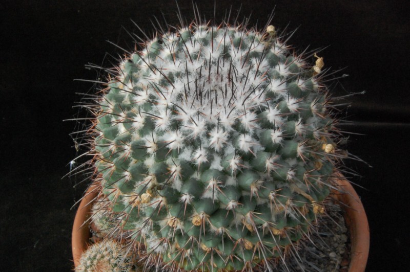 Mammillaria crassa 