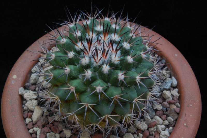 Mammillaria crassa REP 980