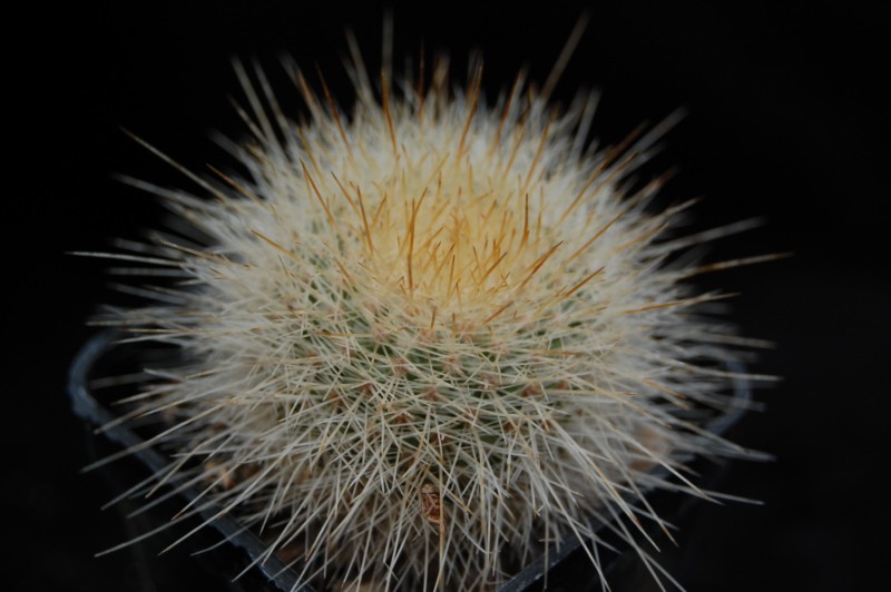 Mammillaria crassior FO 273