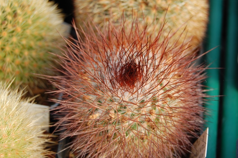 Mammillaria crassior REP 761