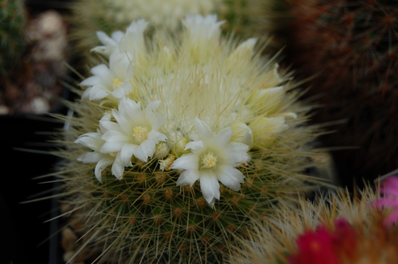 Mammillaria crassior fiore bianco 