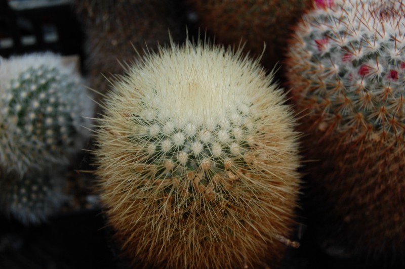 Mammillaria crassior FO 273