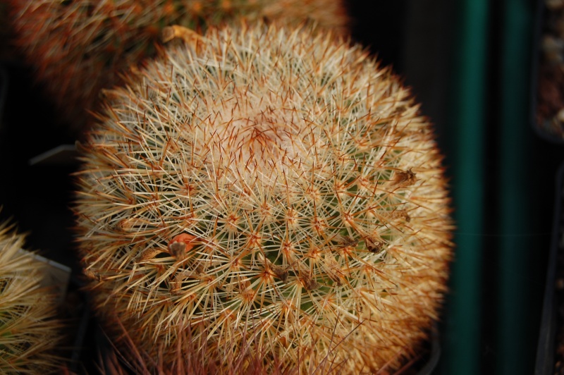 Mammillaria crassior REP 761