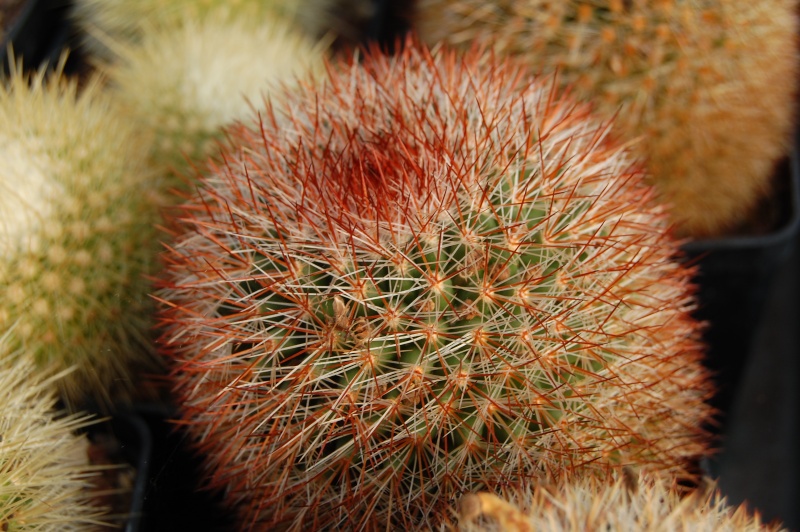 Mammillaria crassior REP 761