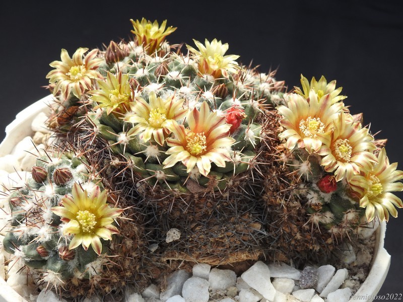 Mammillaria crassimammillis Lau 1069