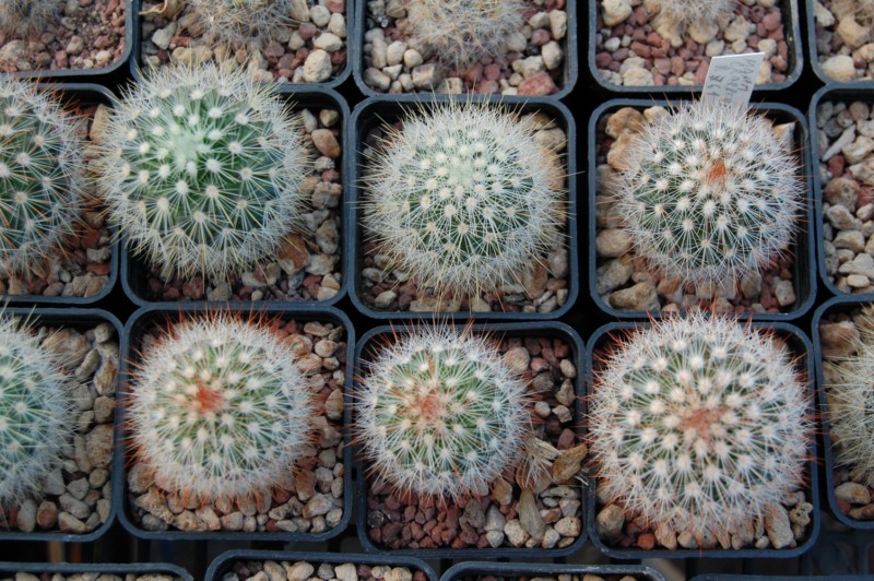 Mammillaria crassior REP 761