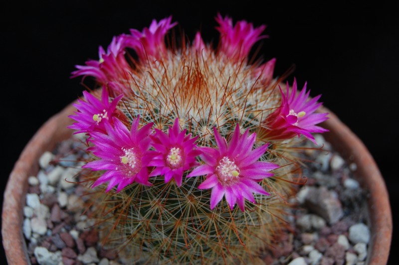 Mammillaria crassior REP 761