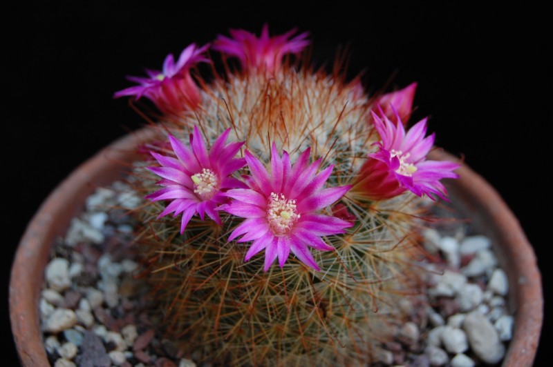 Mammillaria crassior REP 761