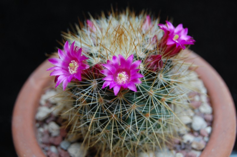 Mammillaria crassior REP 761