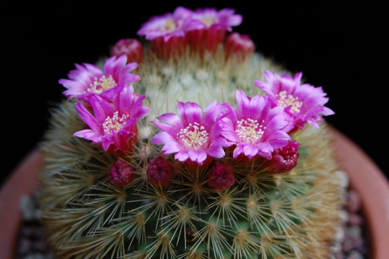 Mammillaria crassior 