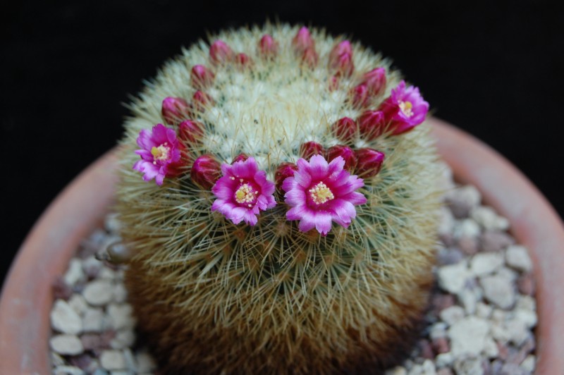 Mammillaria crassior 