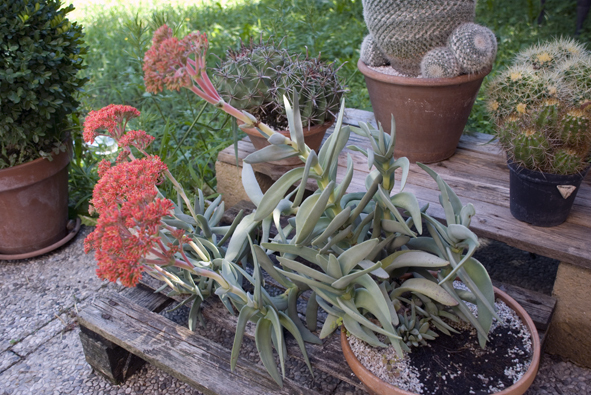 Crassula perfoliata v. falcata 