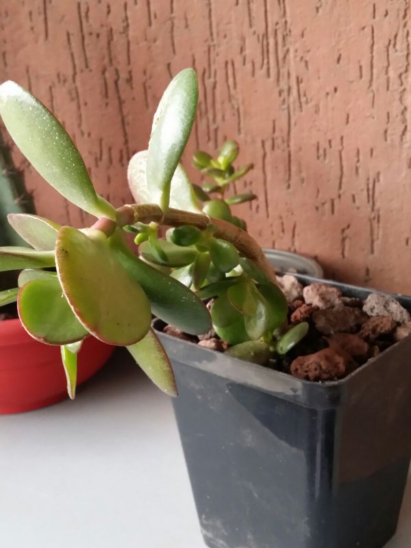 crassula  