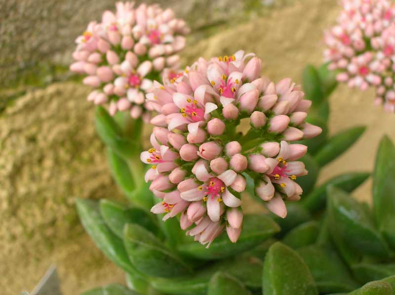 Crassula cv. bride's bouquet 