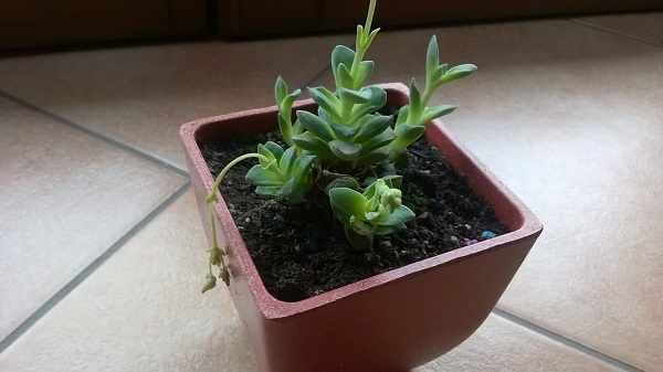  Crassula.... 