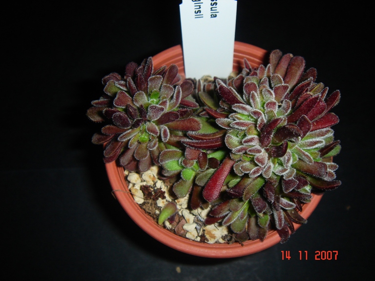 Crassula pubescens 