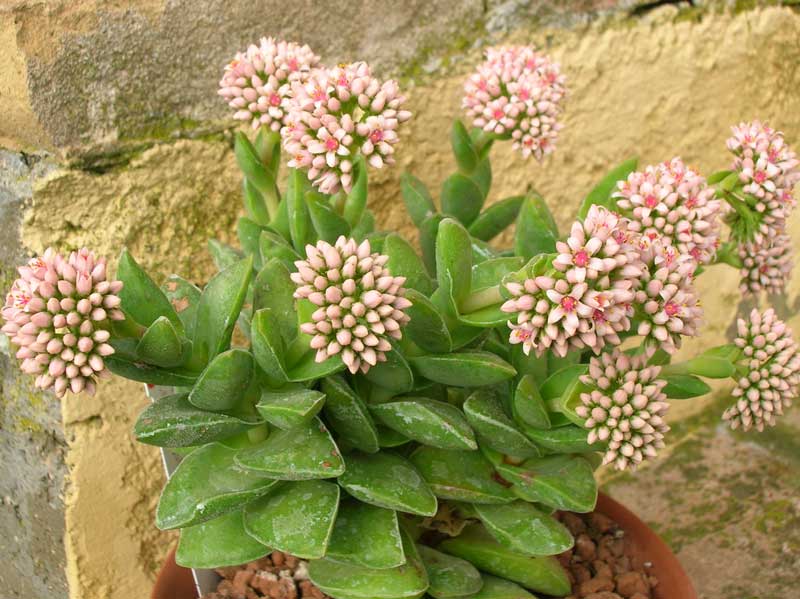 Crassula cv. bride's bouquet 