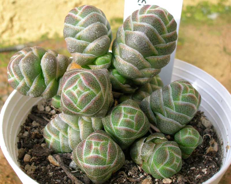 Crassula barklyi 