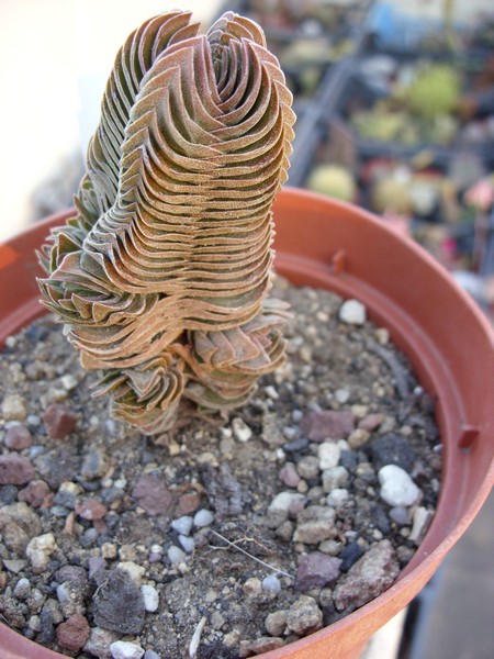 Crassula cv. buddha's temple 