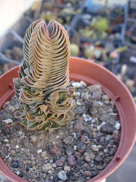 Crassula cv. buddha's temple 