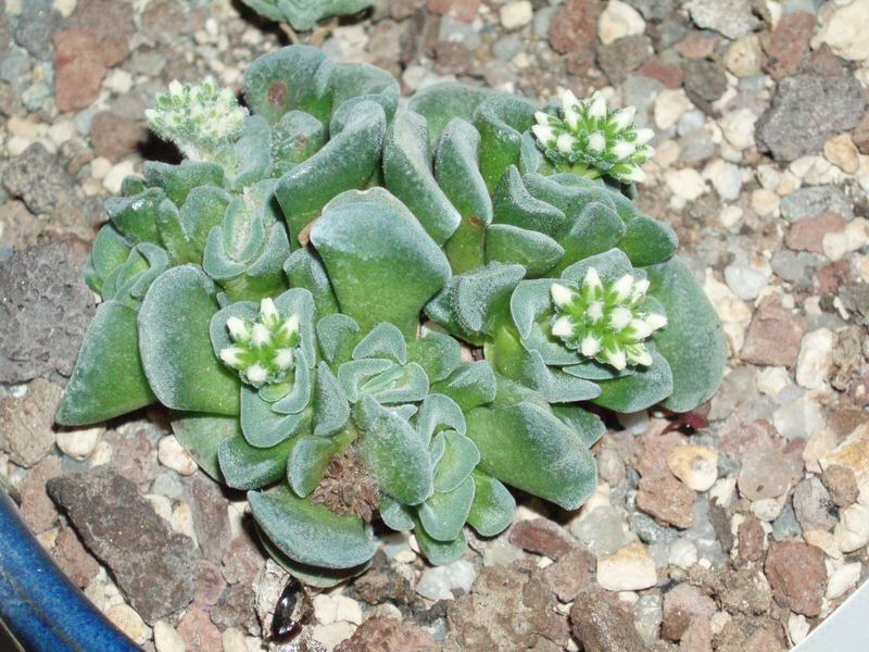 Crassula cv. celia 