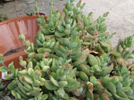 Crassula cephalophora 