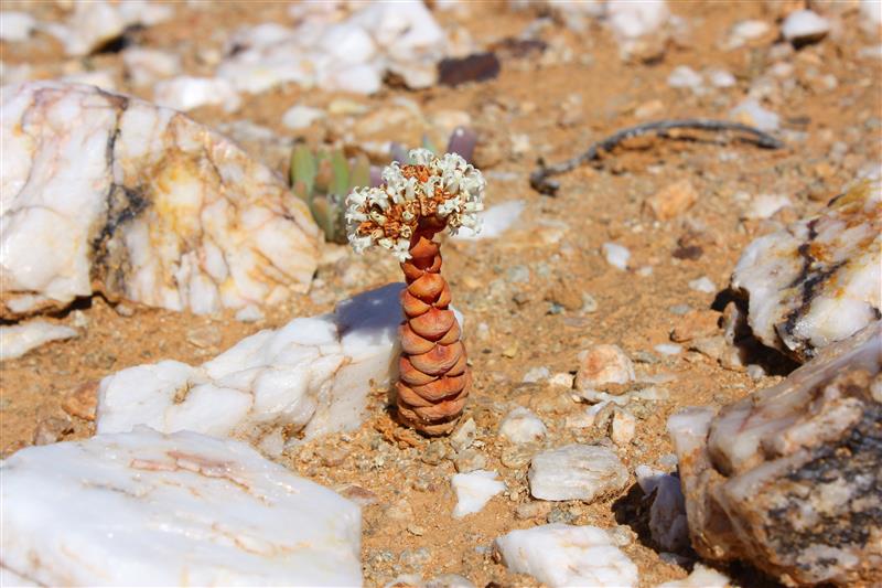 Crassula columnaris 