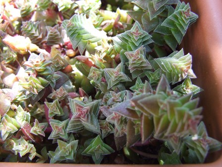Crassula corymbulosa 