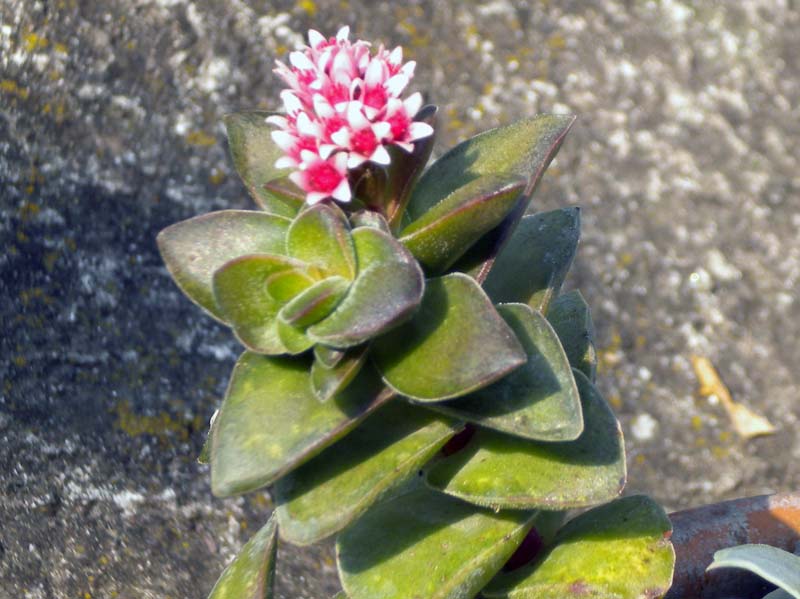 Crassula cv. bride's bouquet 