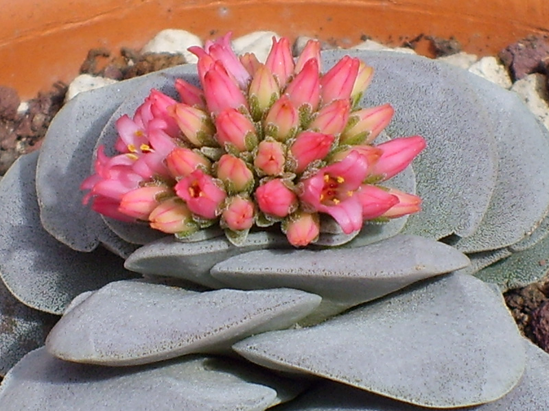 Crassula cv. morgan's beauty 