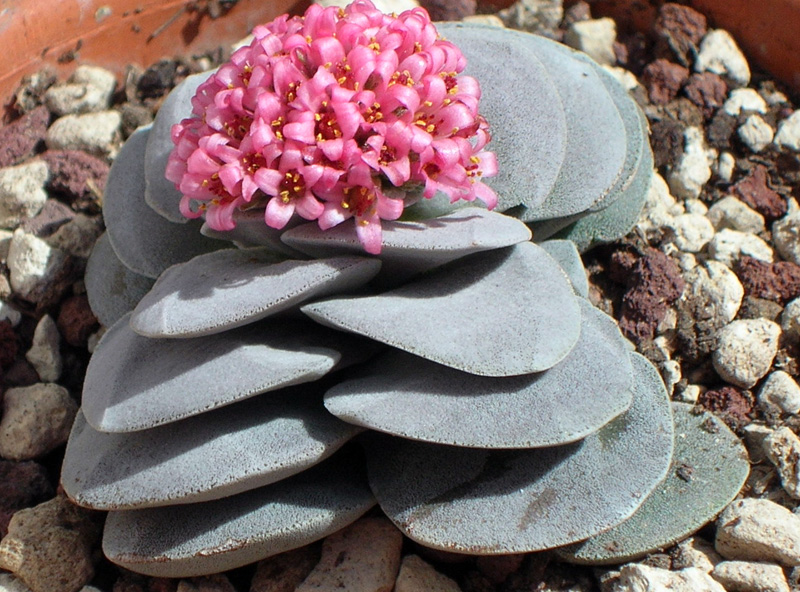 Crassula cv. morgan's beauty 