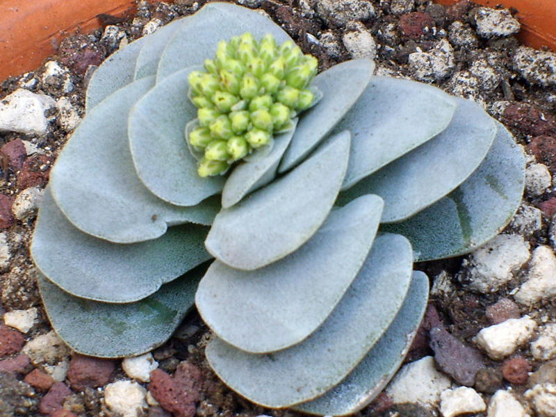 Crassula cv. morgan's beauty 