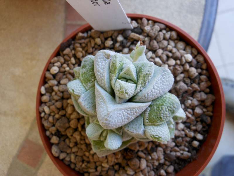 Crassula deceptor 