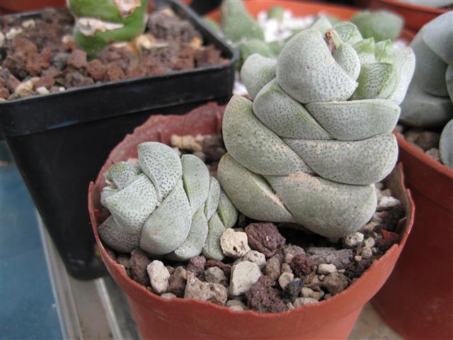 Crassula deceptor 