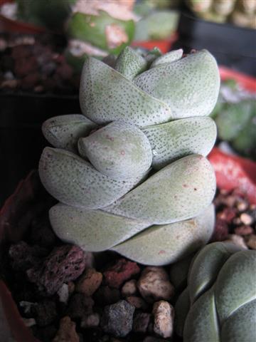 Crassula deceptor 